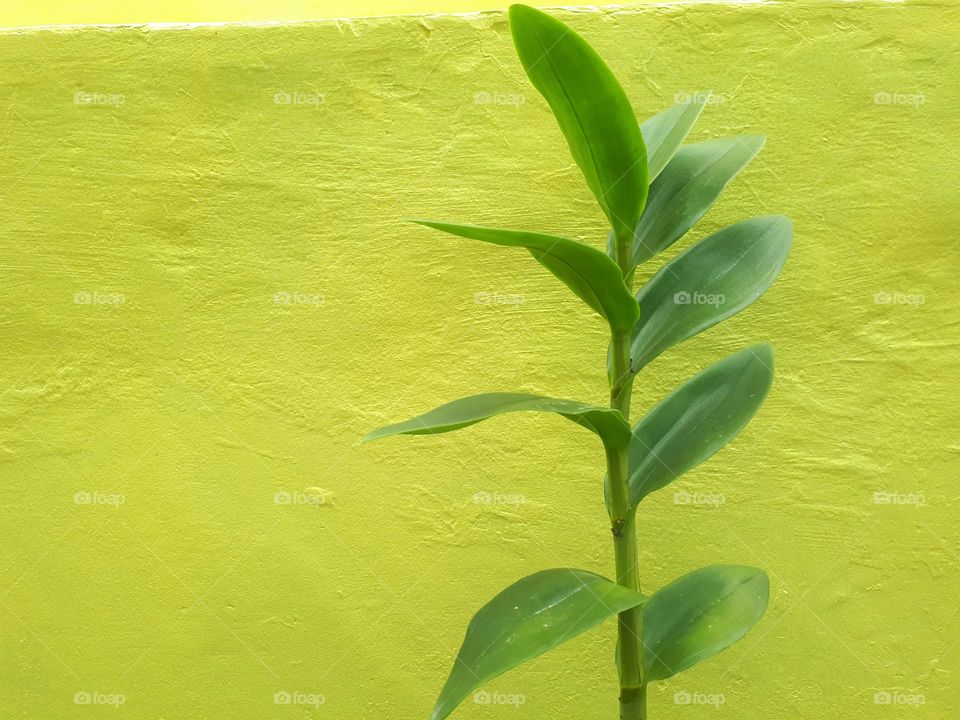 creative layout made of green leaves