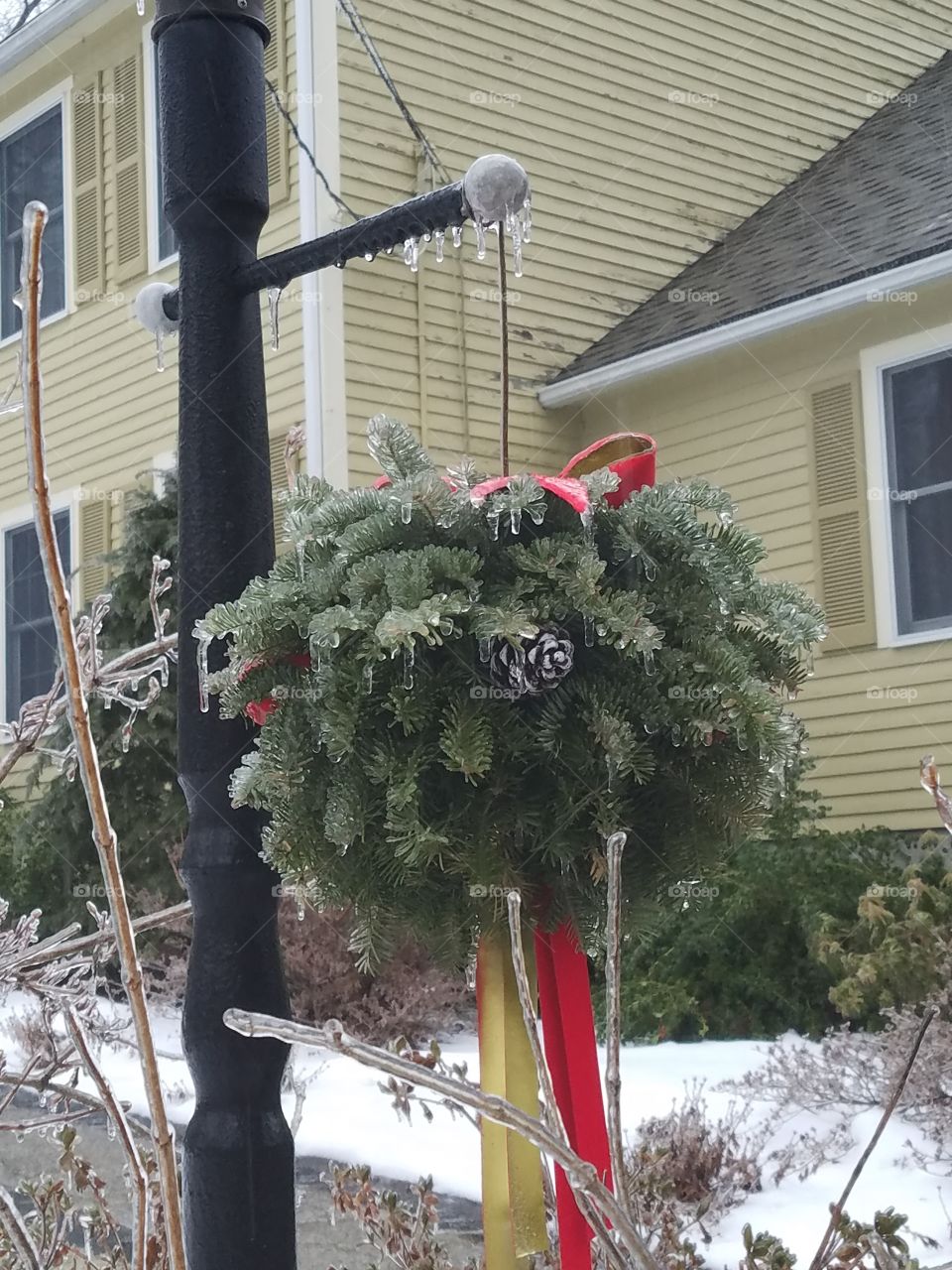 Frozen Pine Ball