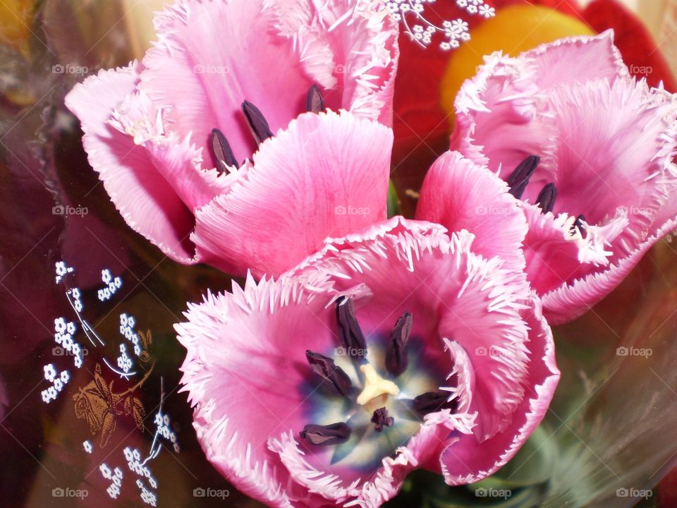 Pink purple tulips