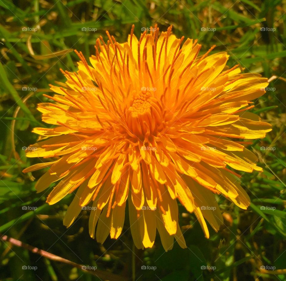 Yellow flowers . Flowers 