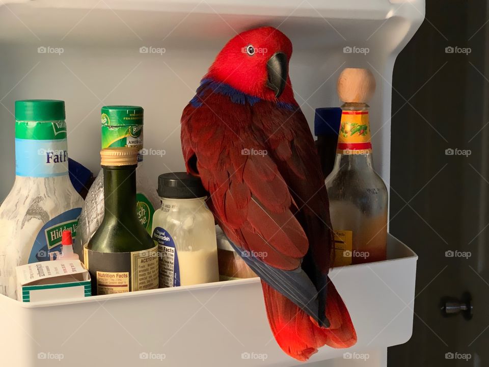 Oops I landed in the refrigerator-Red parrot asks What’s for dinner ?