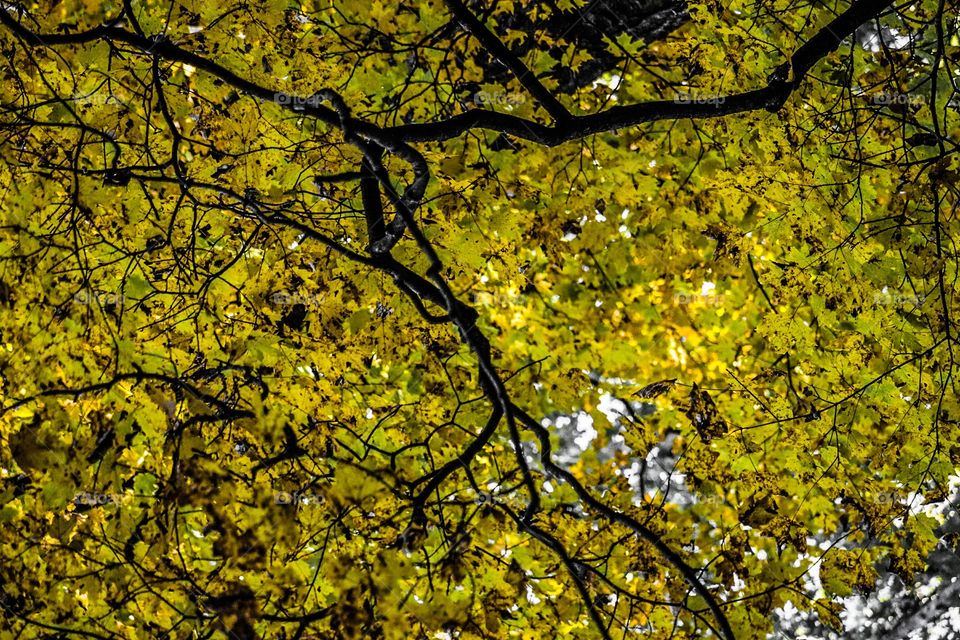 Tree top in Missouri forest