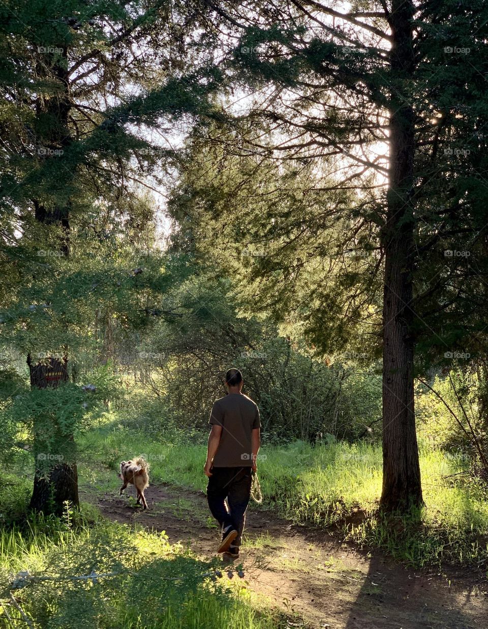 A man walks his dog through forestry in the late afternoon sun.