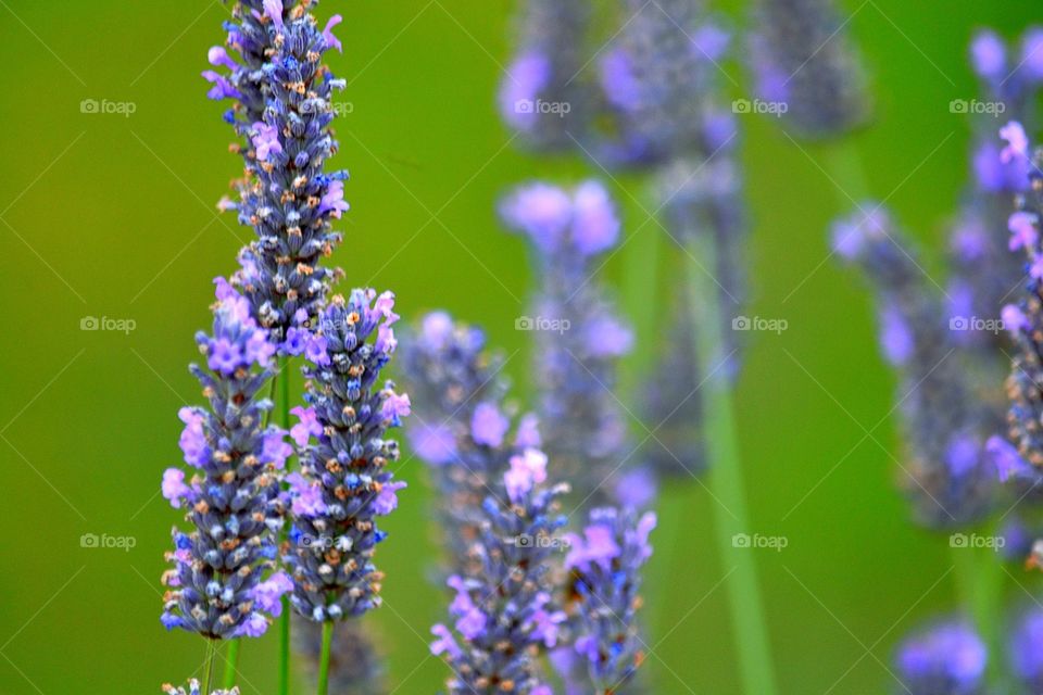 Close-up of lavender flowers