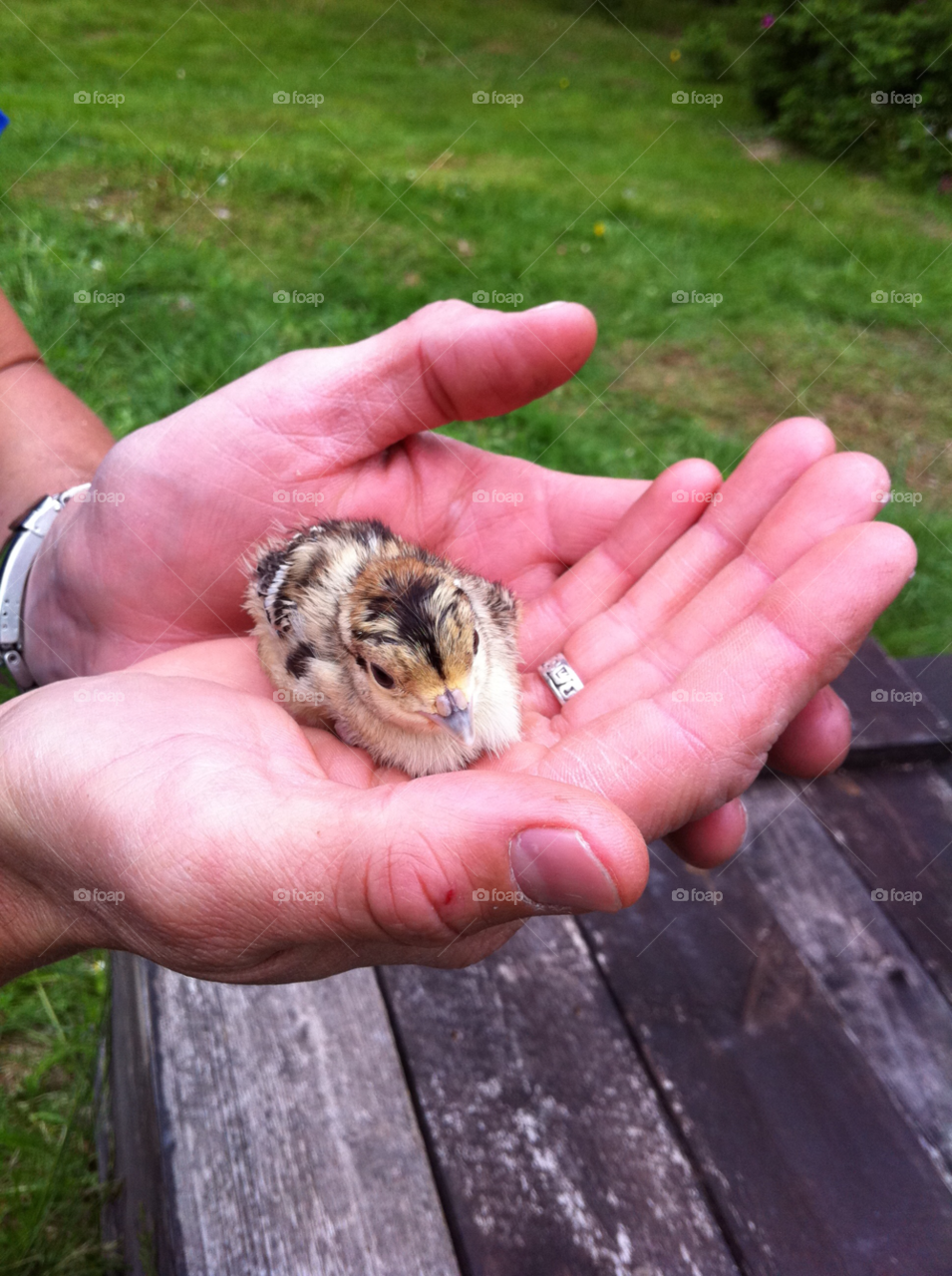 animal bird small chick by MagnusPm