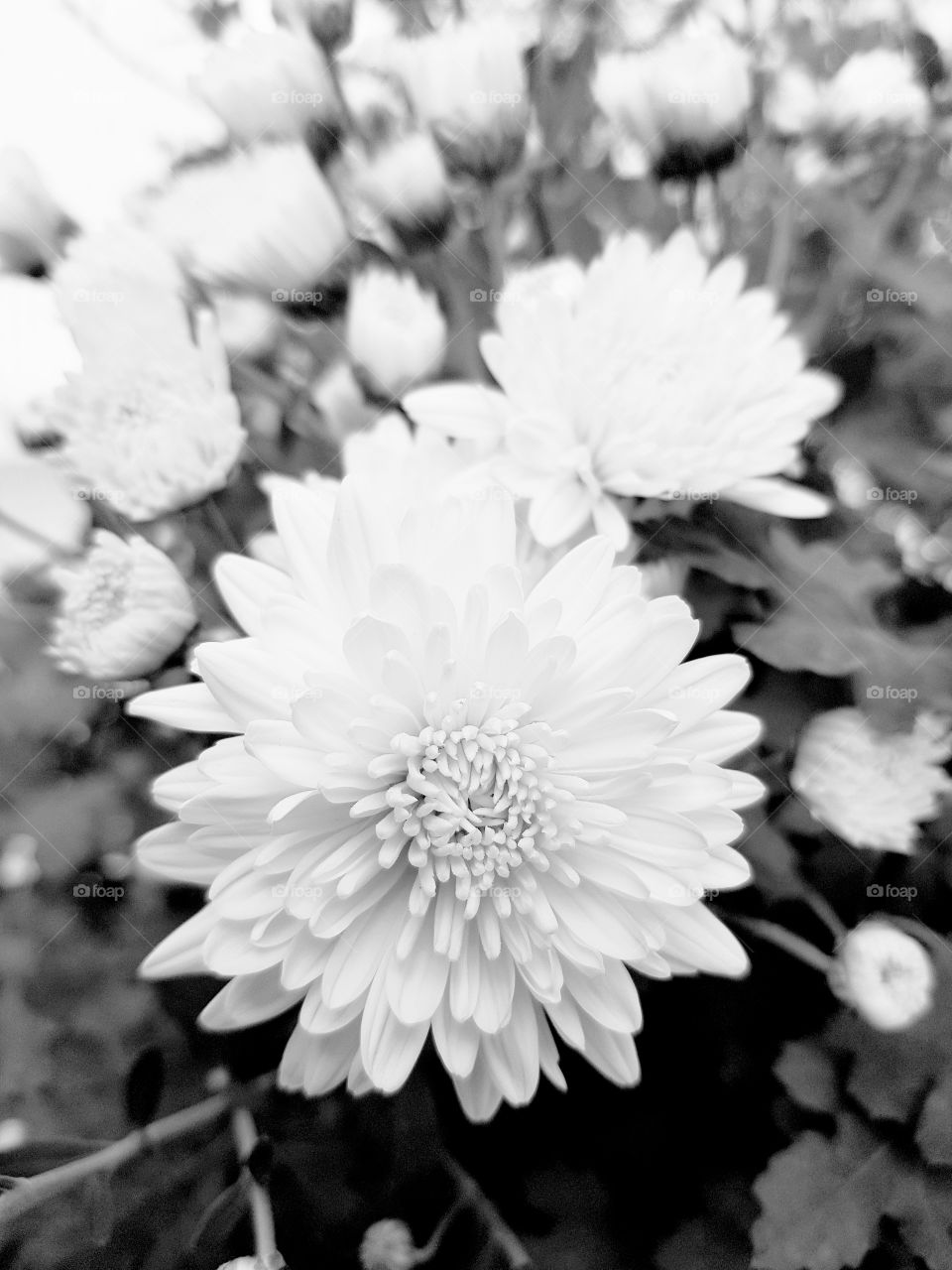 beautiful sunflowers different effects