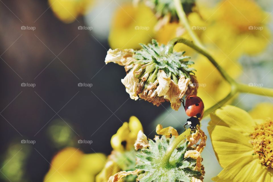 Ladybird on dry flower