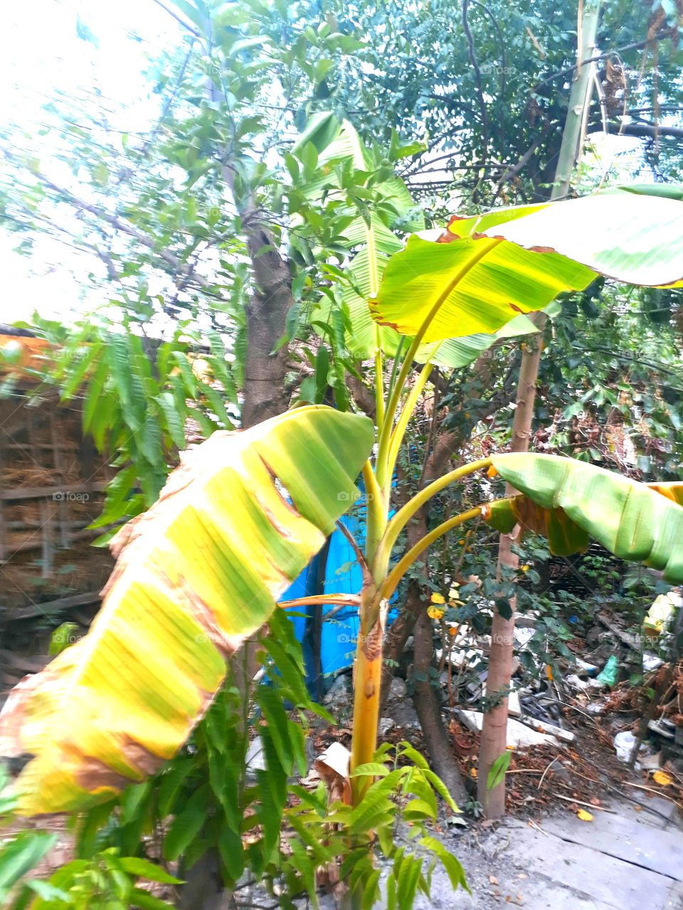 banana tree