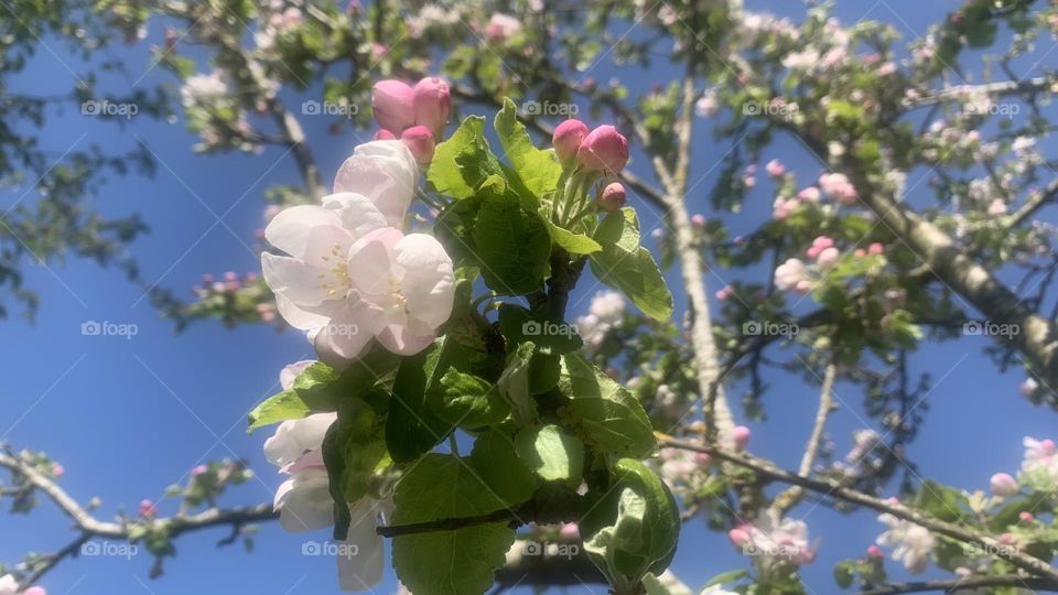 Pink blossoms on the apple tree against the blue sky on a spring day 