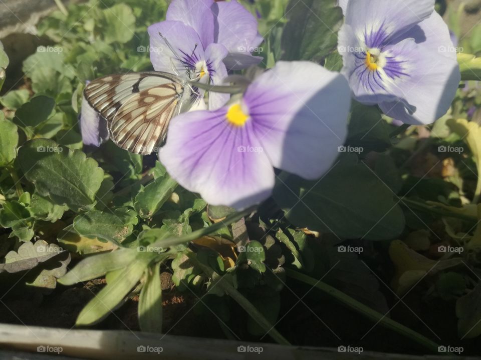 Flower And Butterfly
