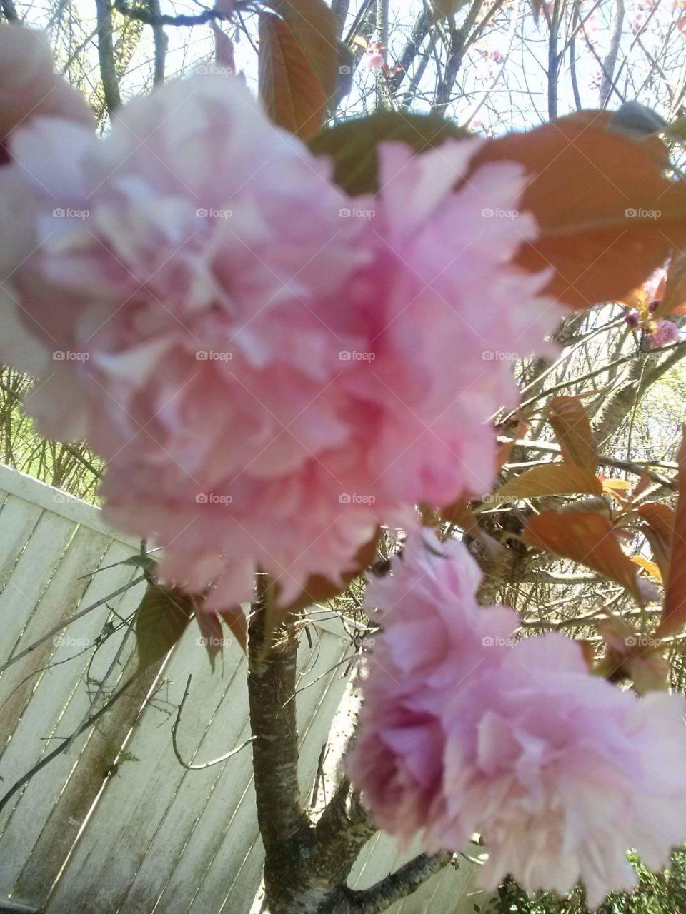 Beautiful pink blooming tree