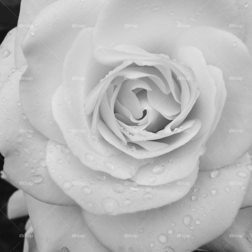 Black and white rose with dew drops