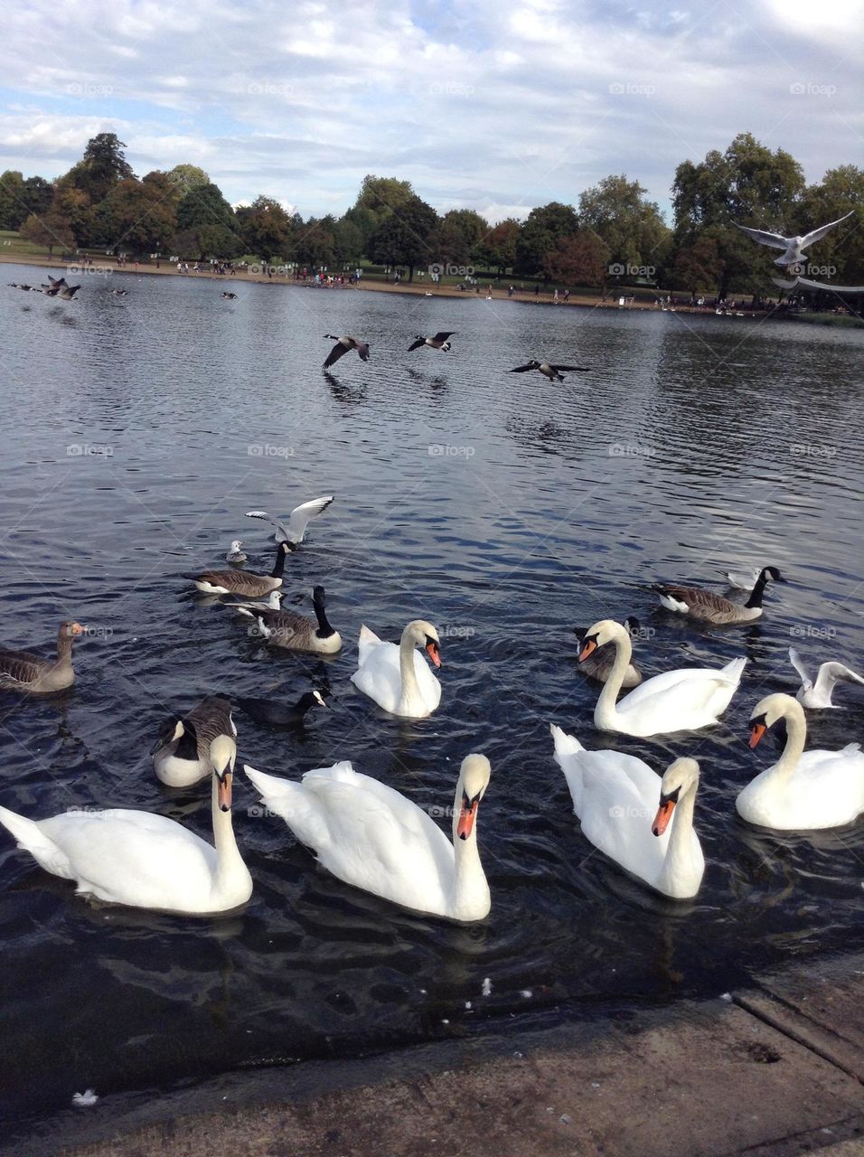 Groups of swans, doves and ducks swimming at a lake in England 