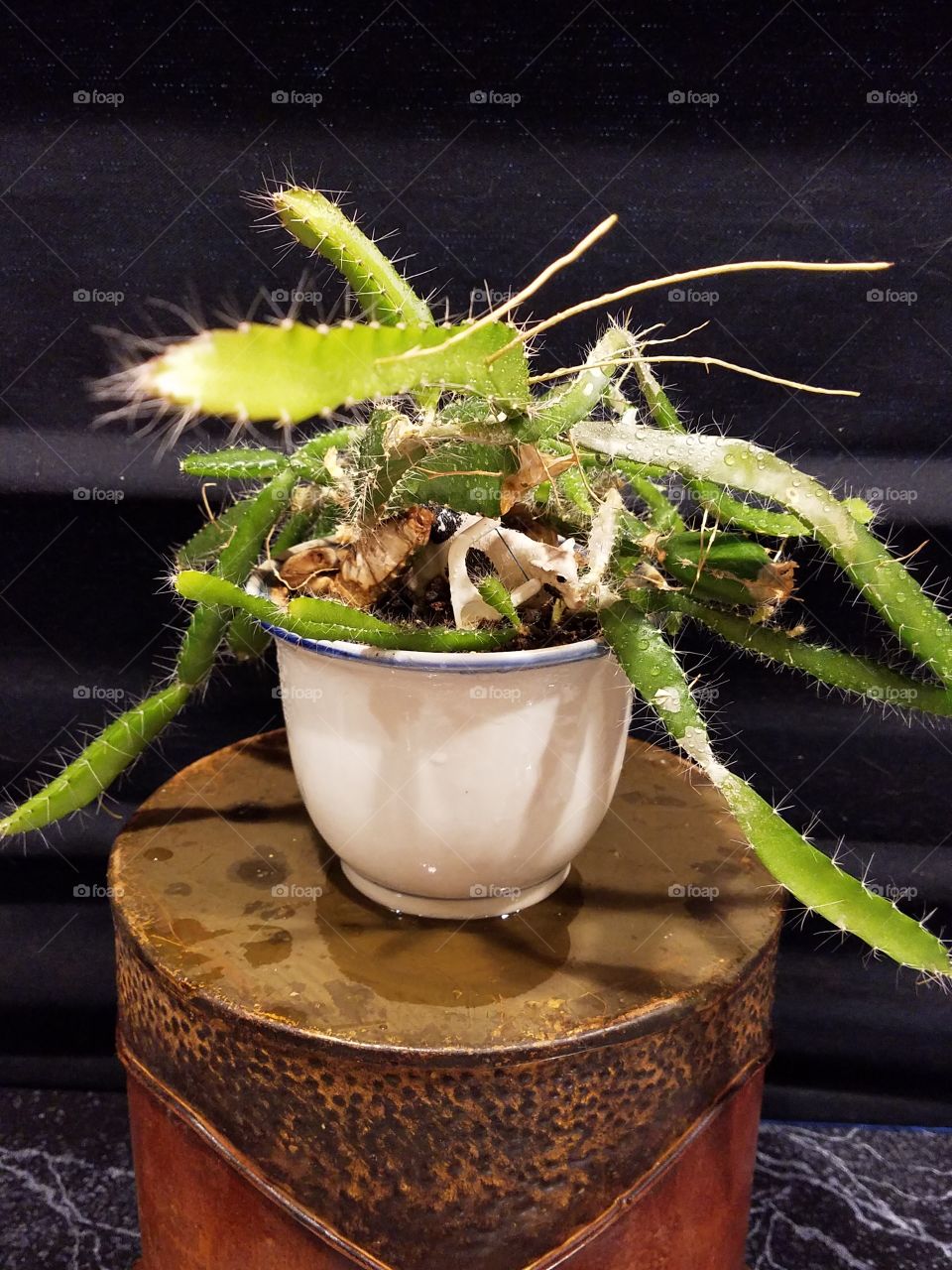 Potted cactus toy tangled by age
