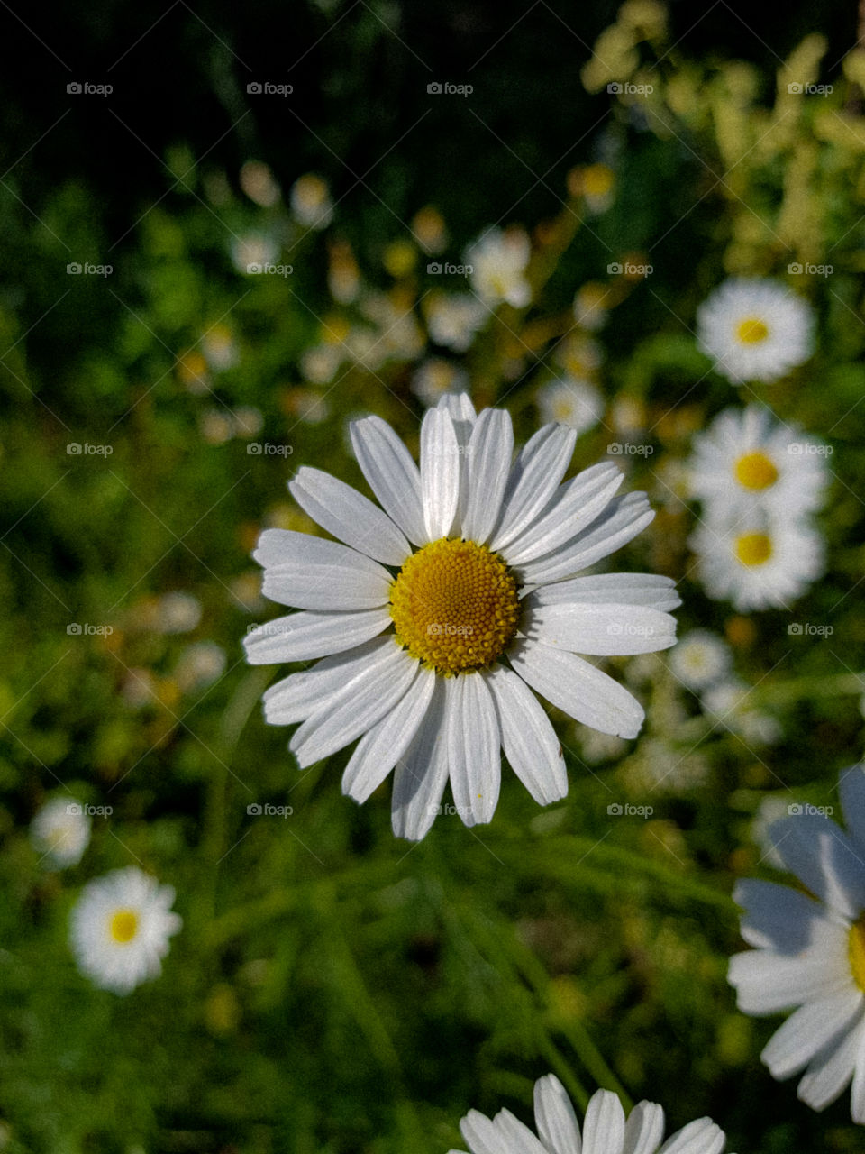 just Flower