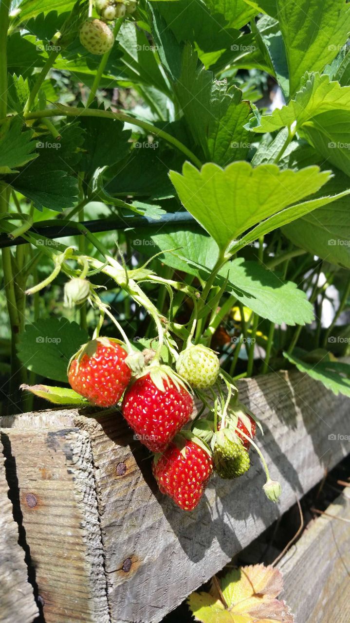 strawberries in the sun