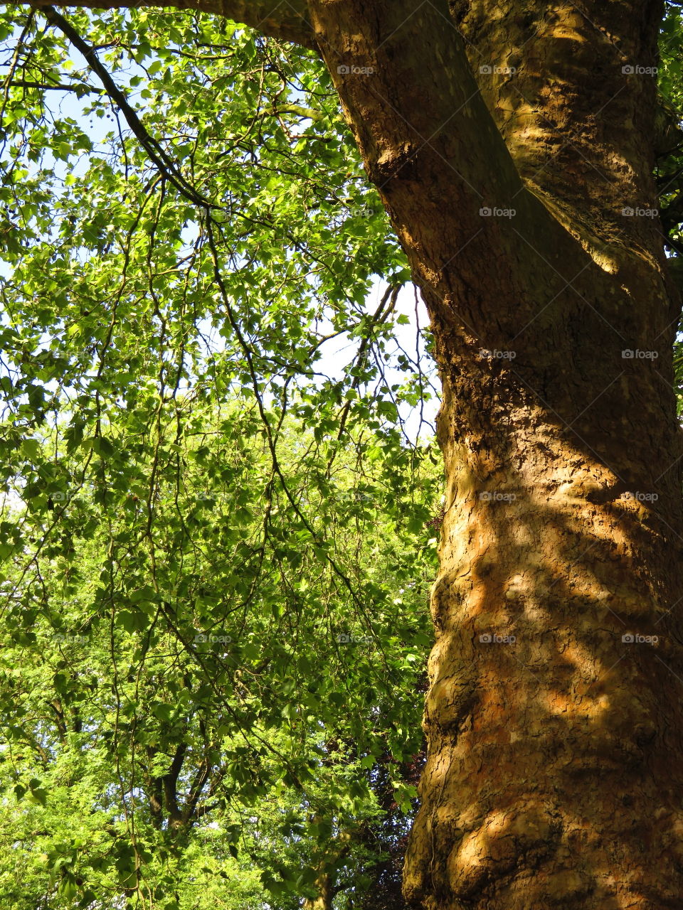 gorgeous tree