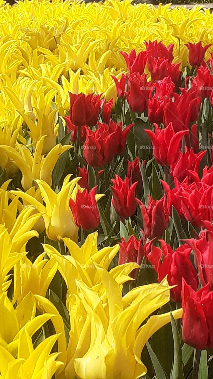 yellow tulips