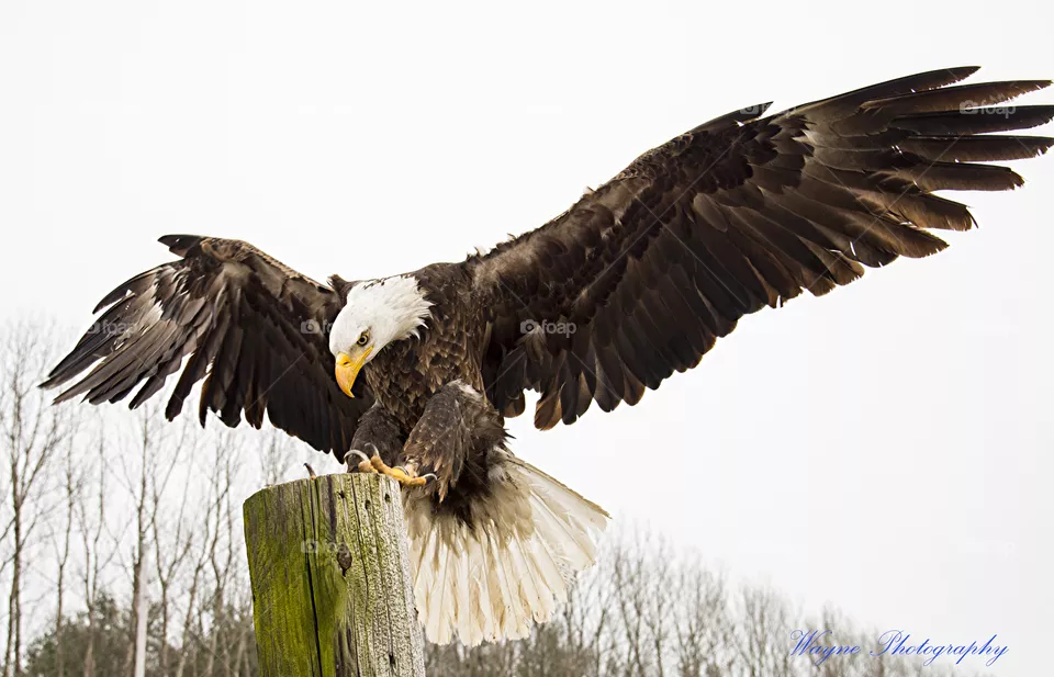 eagle