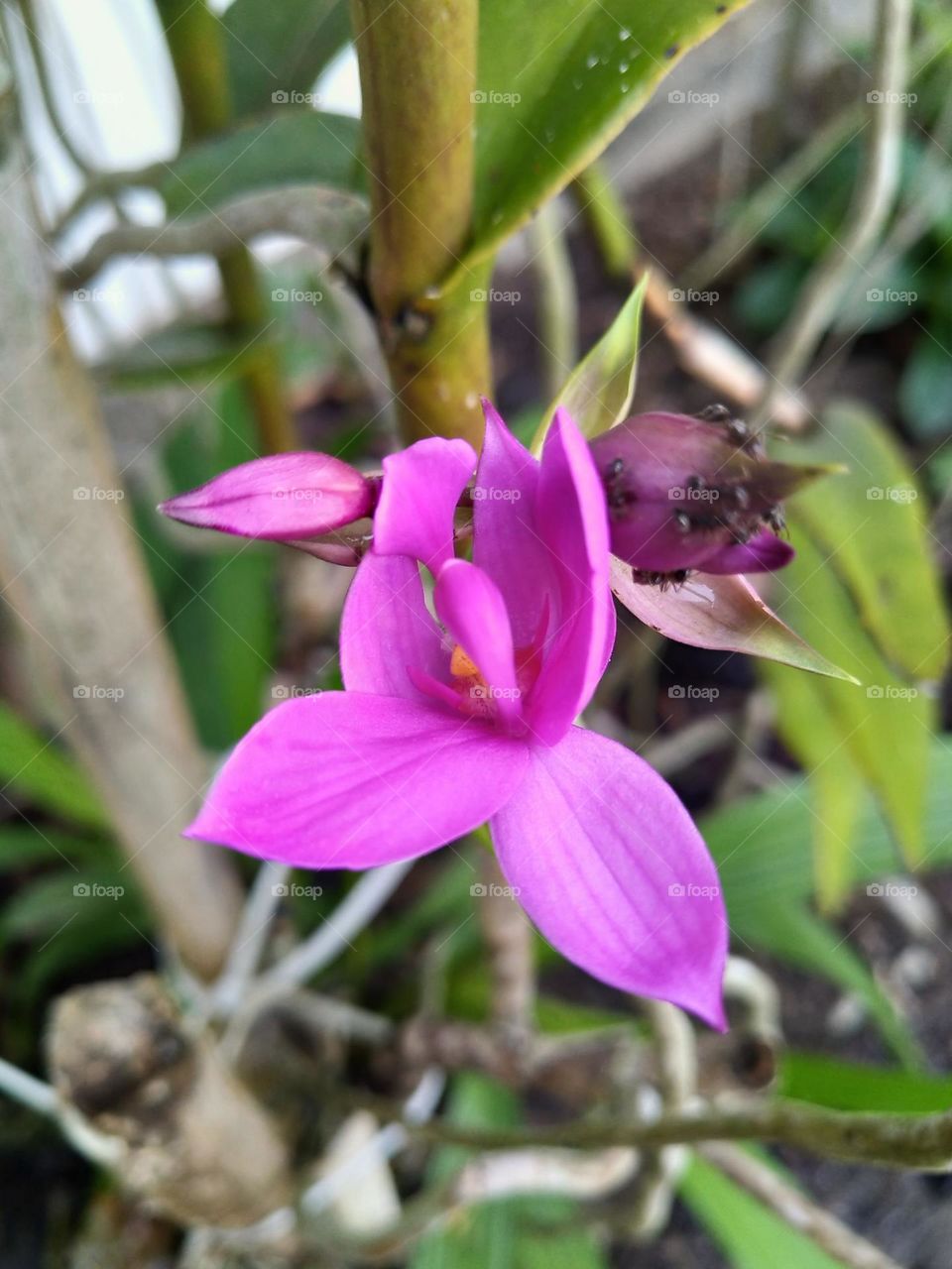View of pink orchid flowers that are blooming beautifully
