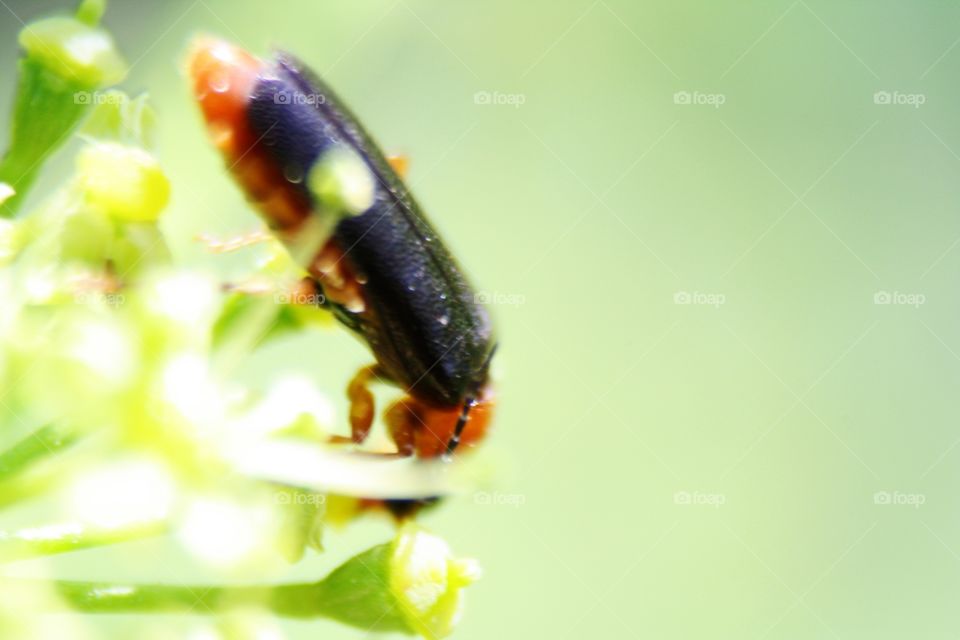 Beetle on plants