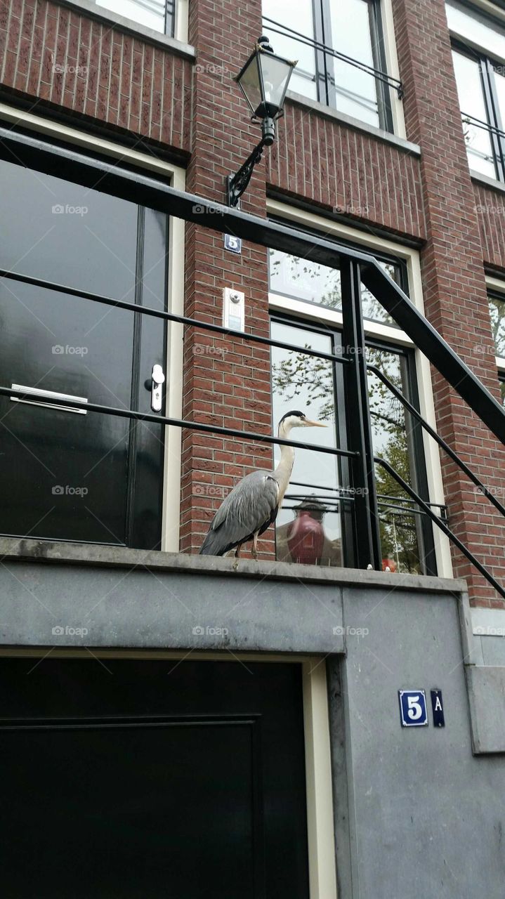 Gray heron standing at the front door in Amsterdam, Netherlands. Side profile