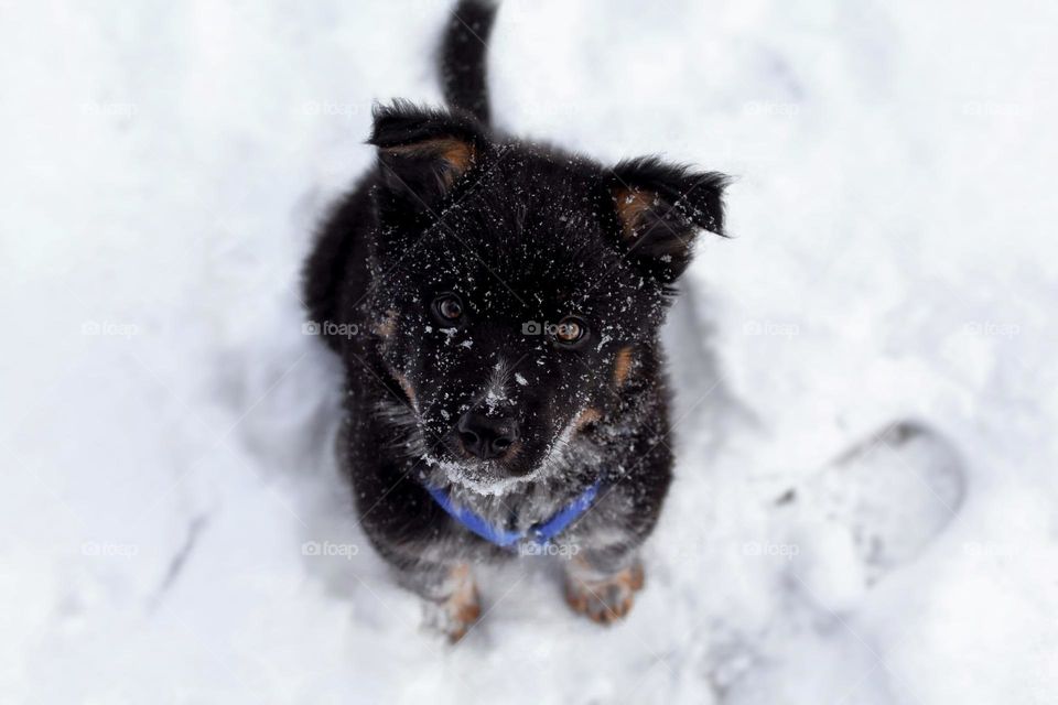 Blue heeler border collie hybrid dog puppy pup best friend pet animal snow on face baby blue harness collar cute adorable awe aw love bestie snowy eyes