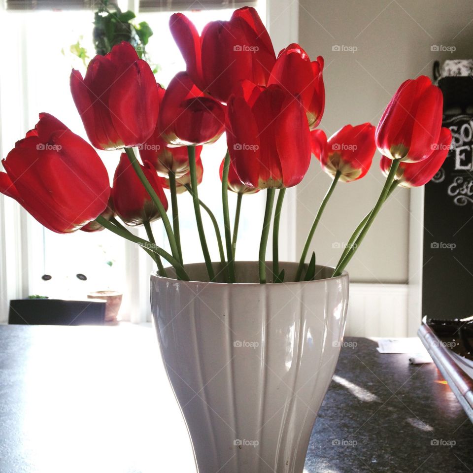 Red tulips 