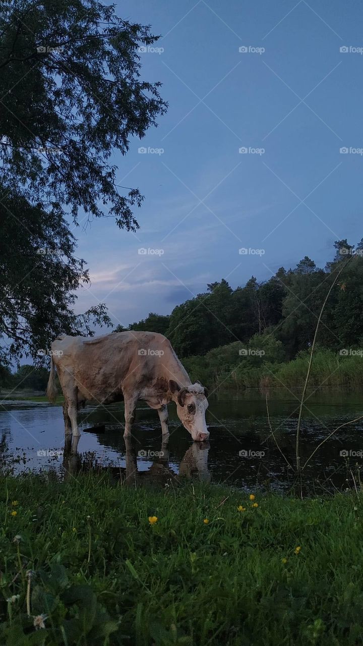 nature cow