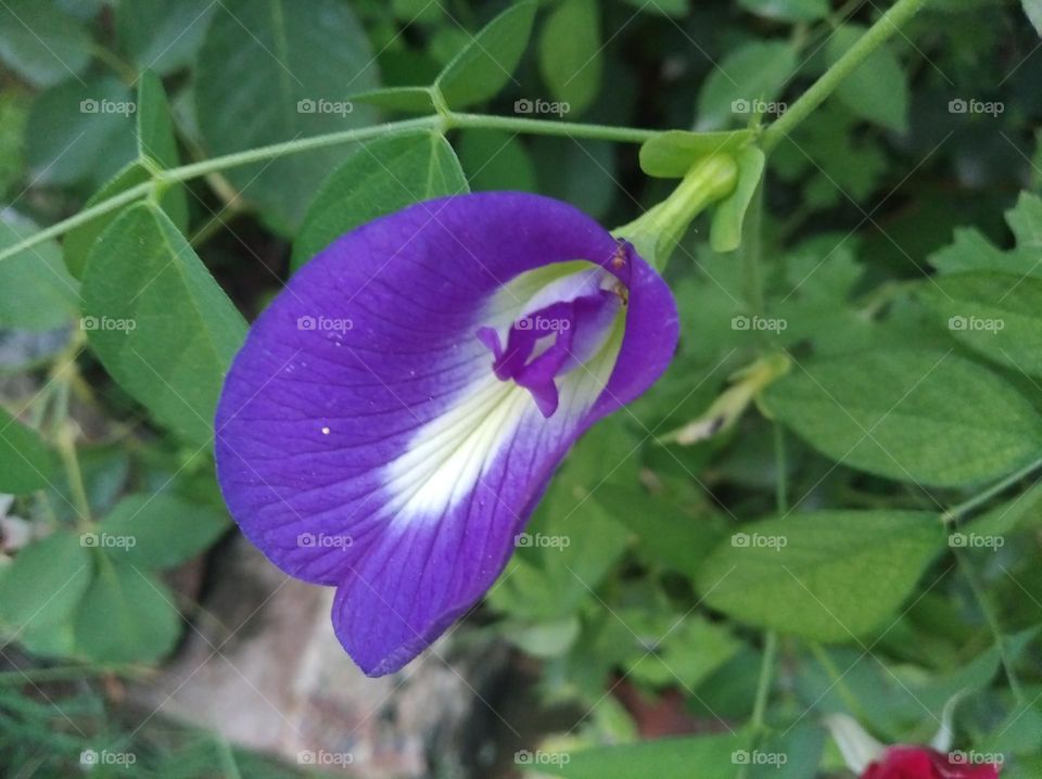 pigeonwings flower seasonal fresh purple colour small size shurb looks very beautiful generally found everywhere seasonal fresh