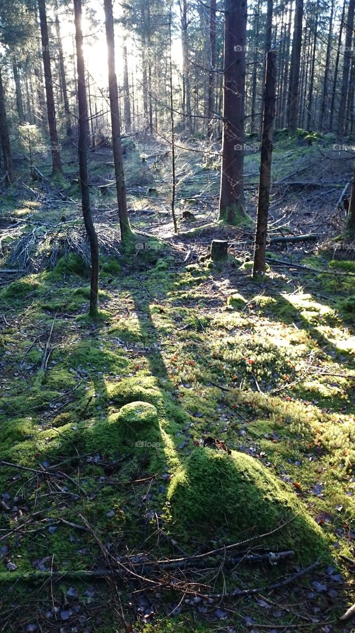 Forest in Sweden