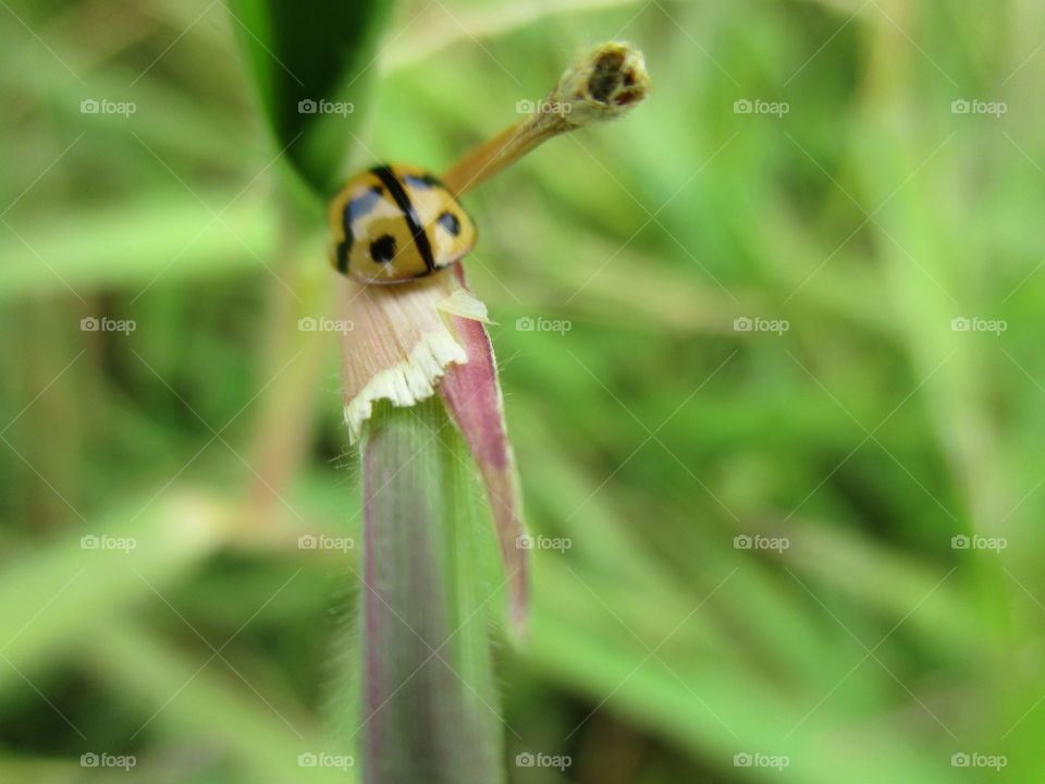 ladybug