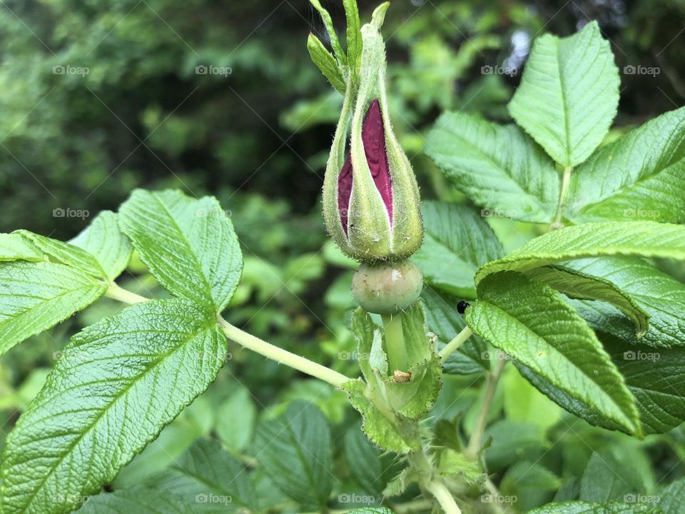 Rose Hip Flower HD Nature Photograph