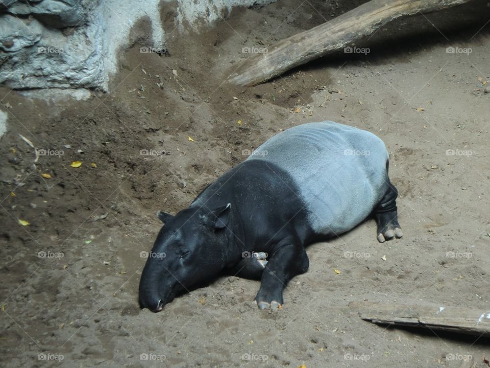 Tapir at Bronx Zoo