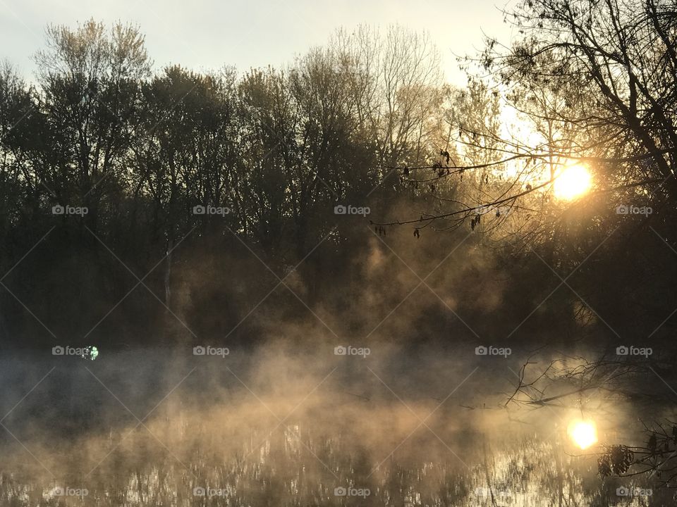 Misty morning in forest