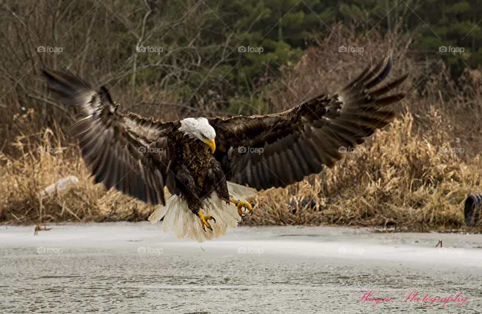 eagle