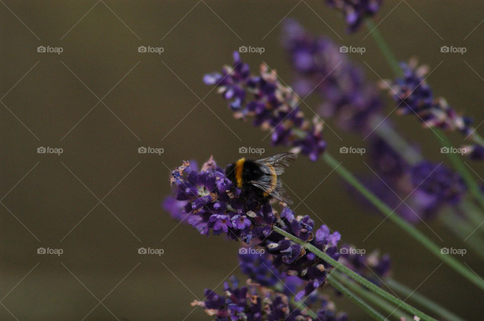 park bee lavender bees by stevephot