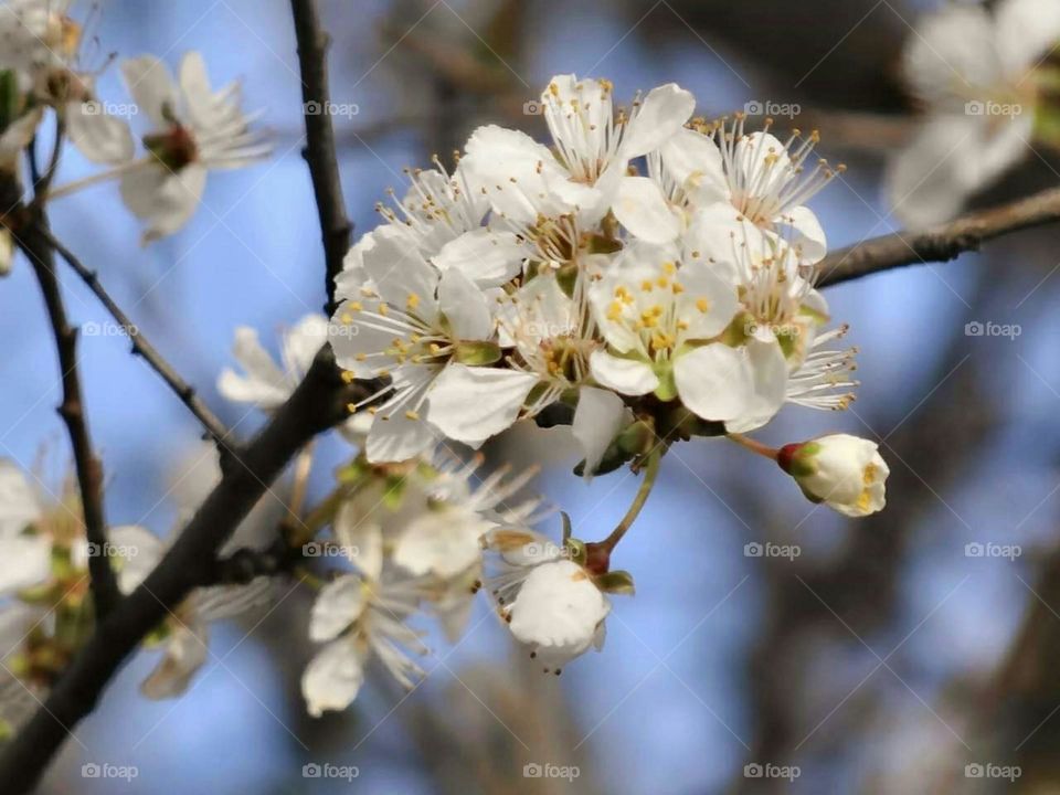 Plum blossoms