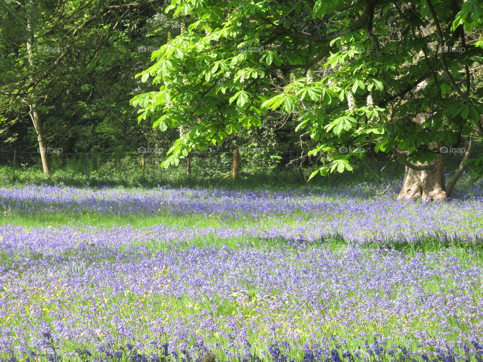 Bluebell meadow