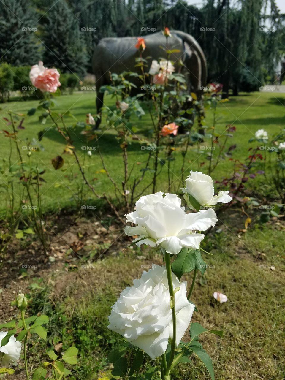 flowers in the dikman vadesi park in Ankara Turkey