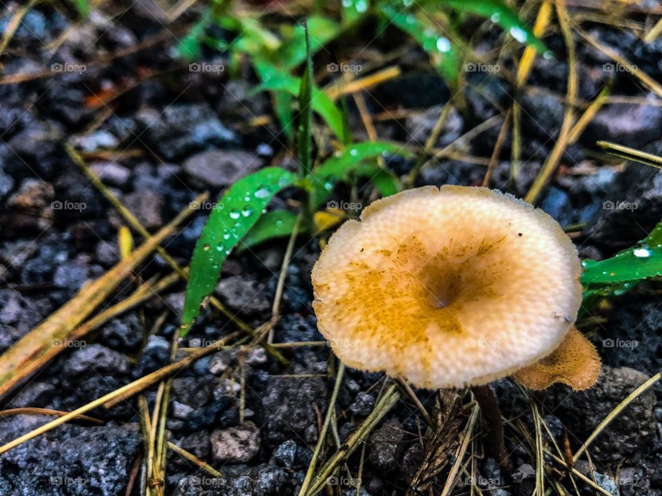 Fungus
