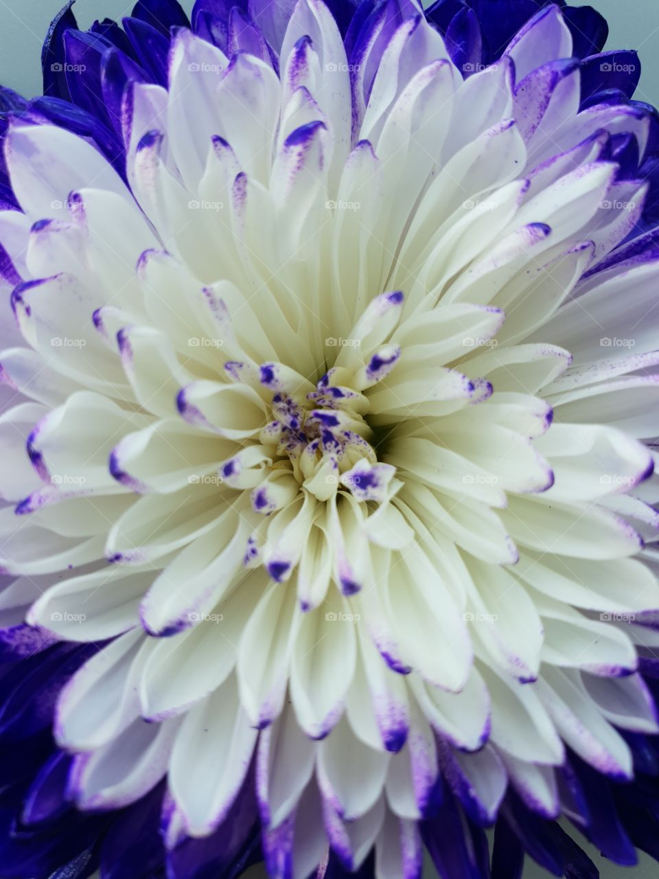 Dahlia