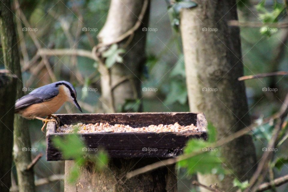 making the most of a feeder at the canalside