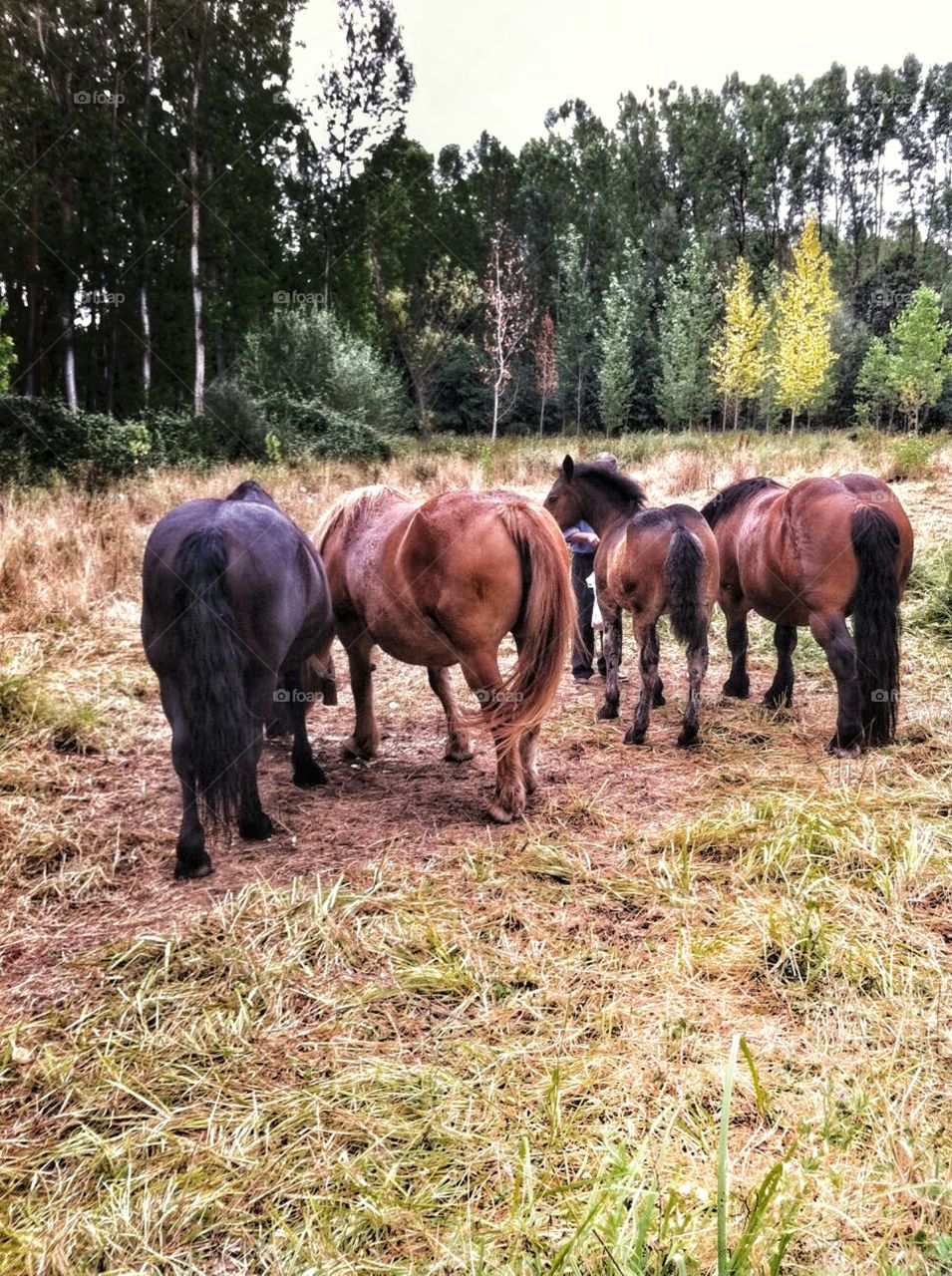 caballos comiendo en el prado