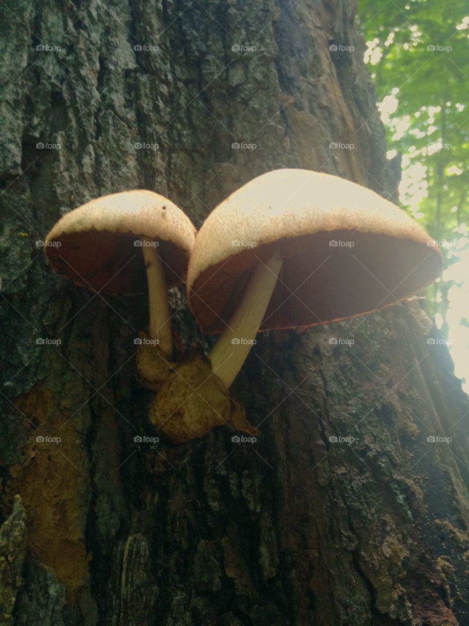 Mushrooms on Trunk