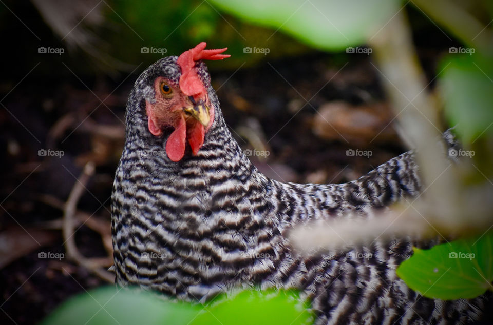 Rooster hiding in the foliage, but a bit noisy to not be noticed.