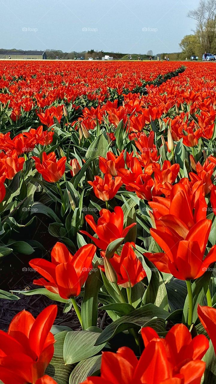 Amazing red tulips field... Holland. Spring time. Nice weather, beautiful nature.