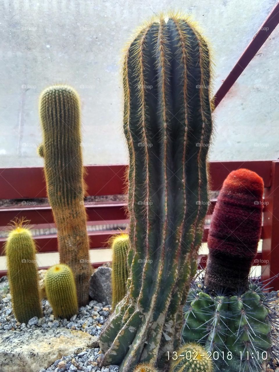 cactus 2.0