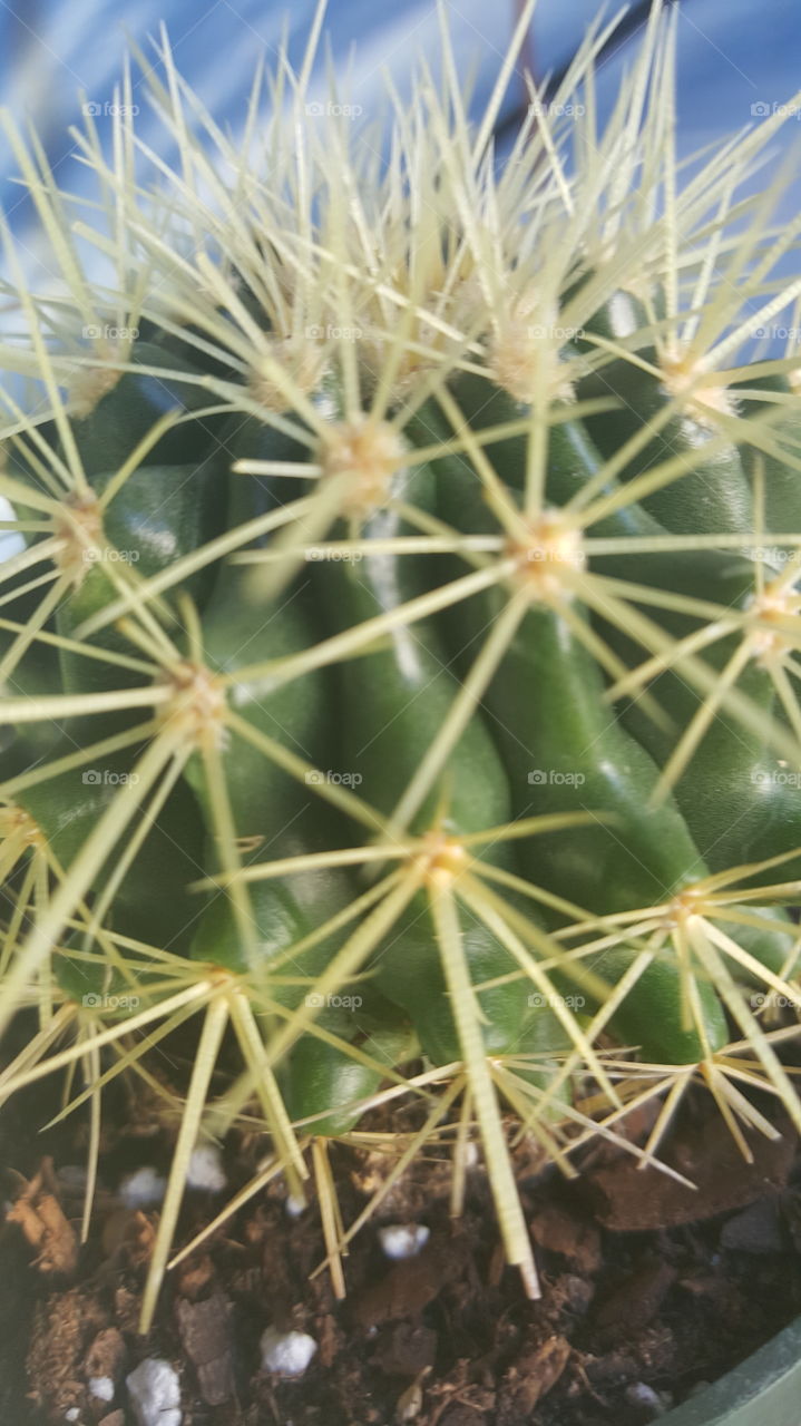 up close cactus