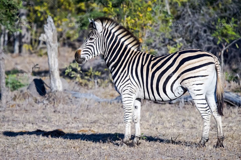 Zebra in South Africa 